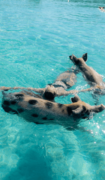 Bahamas image