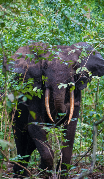 Gabon image