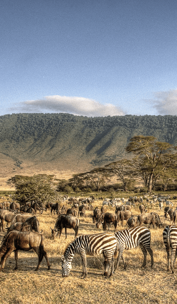 Tanzania image